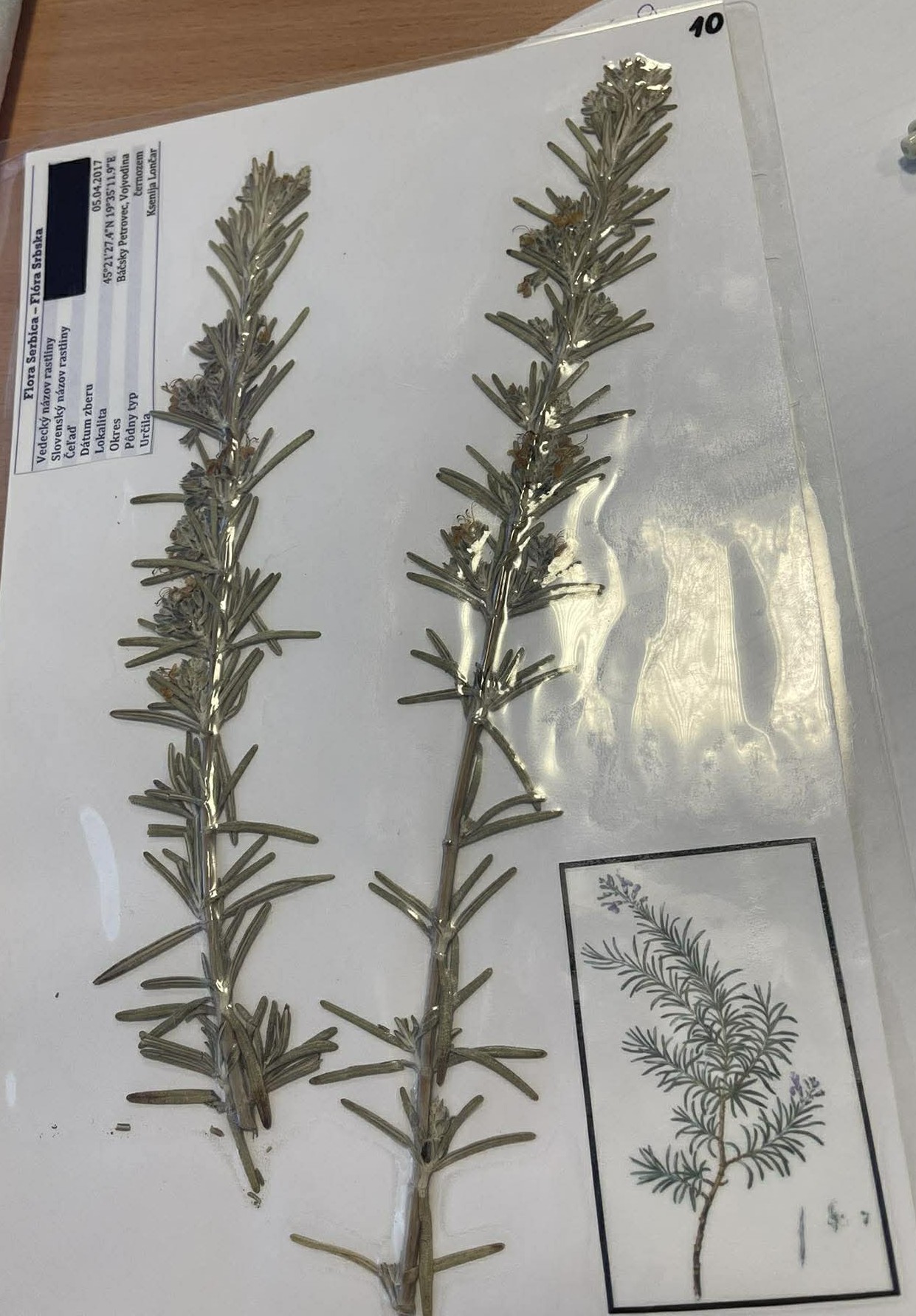 Rastlina Salvia rosmarinus